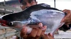 MEA 2015: Industri Ikan Patin Indonesia Masih Tertinggal dari Vietnam